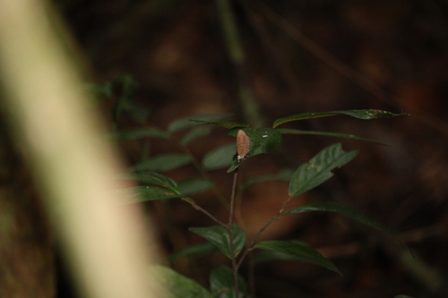 White-dot Oakblue