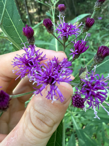 Tall Ironweed