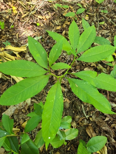 Arisaema dracontium image
