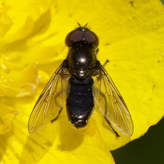 Melanogaster hirtella