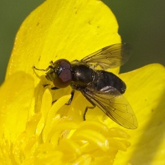 Melanogaster hirtella