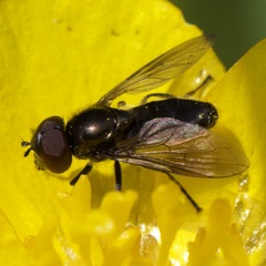 Melanogaster hirtella