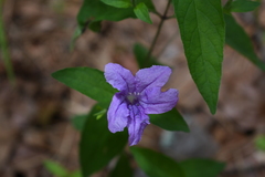 Ruellia pedunculata