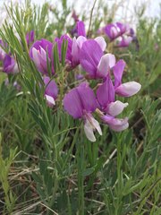 Lathyrus polymorphus