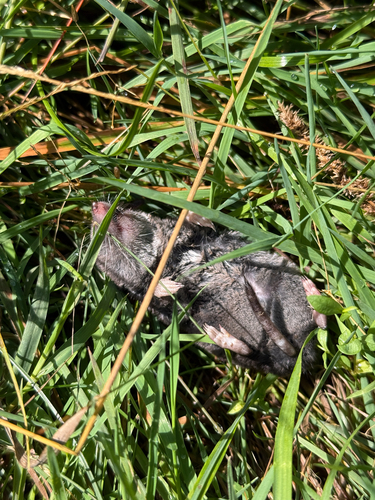 Northern Short-tailed Shrew observed by lornaerose