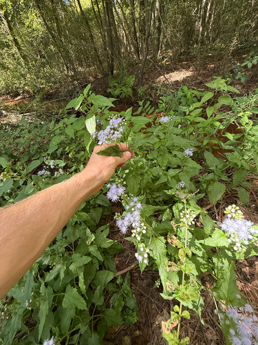 blue mistflower