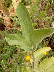 Magydaris pastinacea image