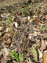 Jeffersonia diphylla
