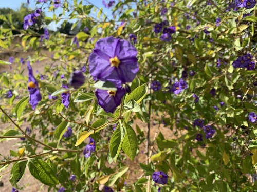 blue potatobush