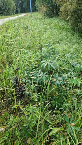 Large-leaved lupine