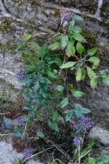Trachelium caeruleum, photograph author not stated, no rights reserved