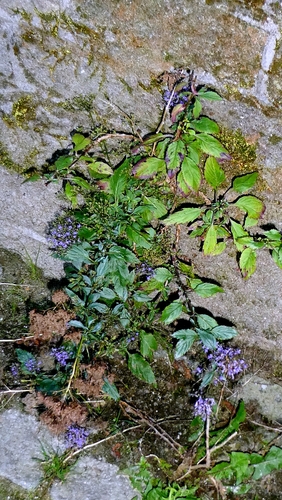 Trachelium caeruleum, photograph 6