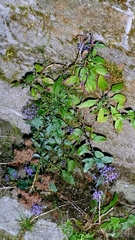 Trachelium caeruleum, photograph author not stated, no rights reserved