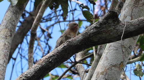 Eastern Pygmy Marmoset