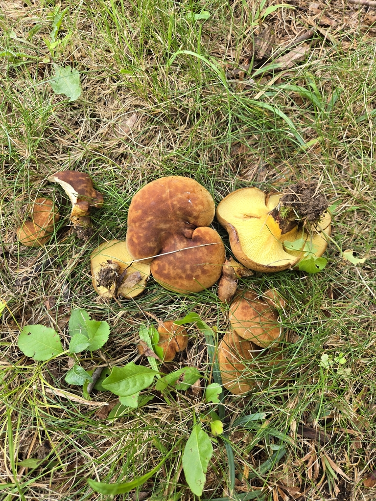ash-tree bolete · August 2026 · photo: Photo: (c) Alexander Diaz, some rights reserved (CC BY) · iNaturalist