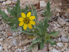Berlandiera macvaughii