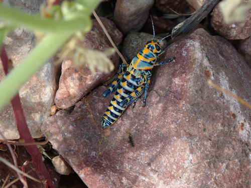 Rainbow Grasshopper photo 5