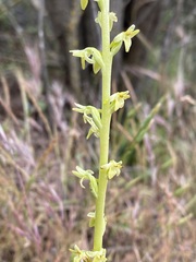Piperia