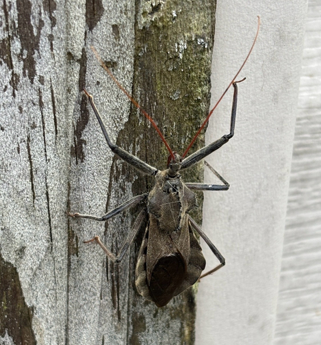North American Wheel Bug