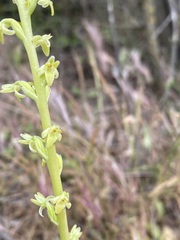 Piperia