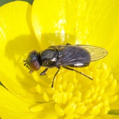 Melanogaster hirtella