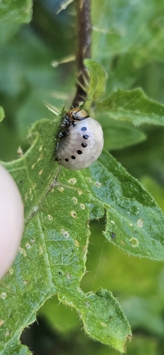 False Potato Beetle
