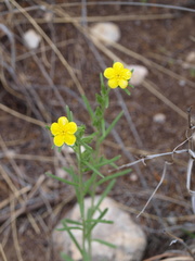 Lithospermum cobrense