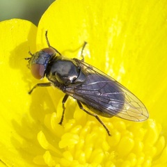 Melanogaster hirtella