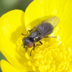 Melanogaster hirtella