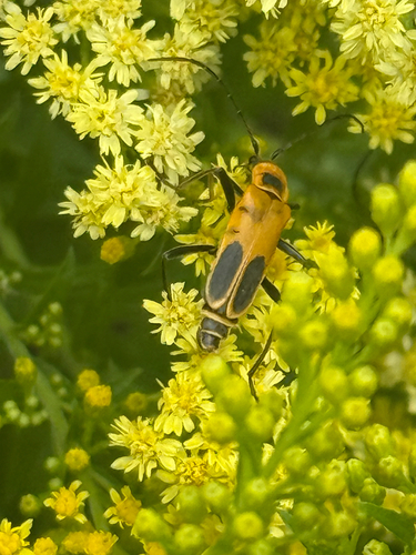 Goldenrod Soldier Beetle