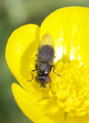 Melanogaster hirtella