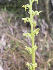 Piperia
