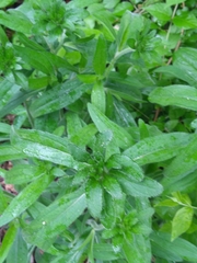 Lithospermum officinale