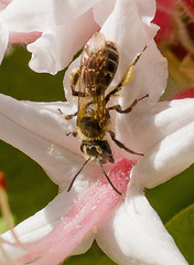 Andrena cornelli