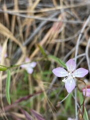 Clarkia epilobioides
