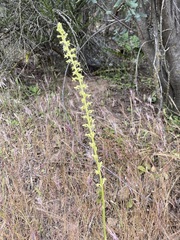 Piperia