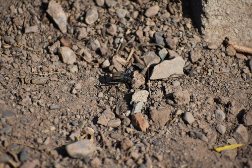 Stenocara dentata photo 5