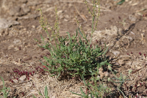 Sheep's sorrel