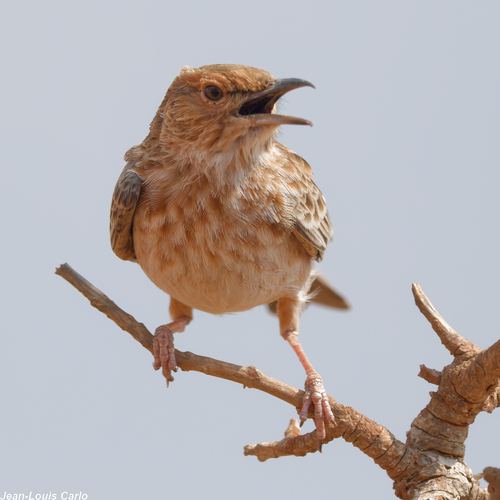 Pink-breasted Lark