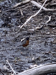 Turdus migratorius