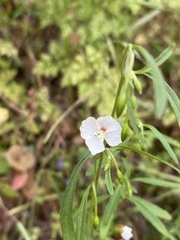Clarkia epilobioides