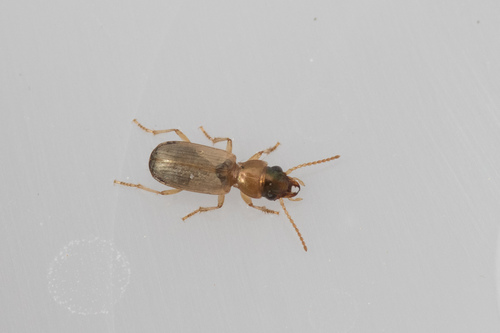 Cillenus lateralis