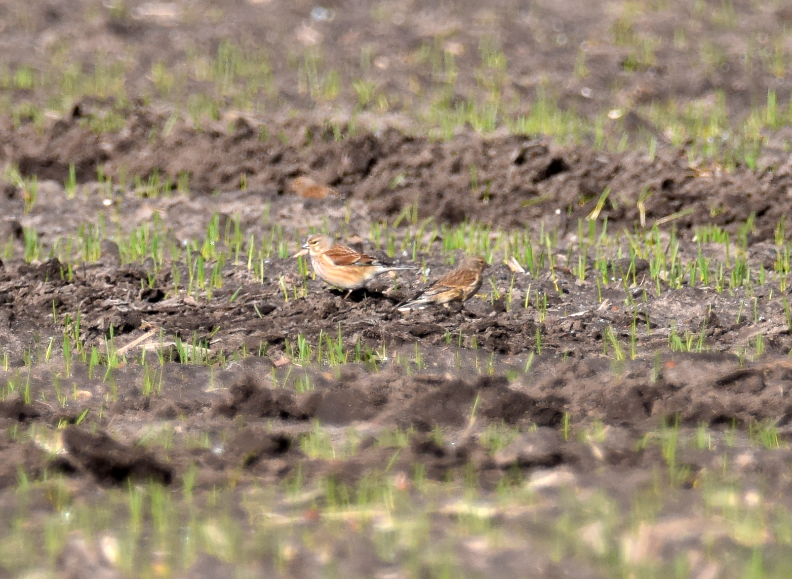 Common Linnet