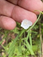 Clarkia epilobioides