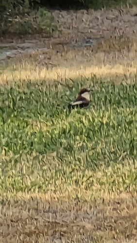 Woodchat Shrike