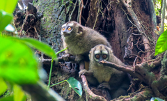 Aotus lemurinus