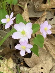 Thalictrum thalictroides