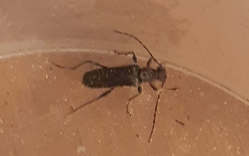 Common grammoptera photo 3