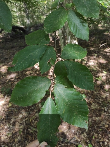 Fagus orientalis, photograph 2