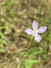 Clarkia epilobioides
